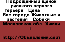 Подрощенный щенок русского черного терьера › Цена ­ 35 000 - Все города Животные и растения » Собаки   . Московская обл.,Химки г.